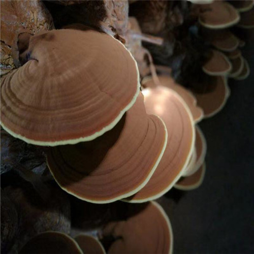 湿灵芝以诚为本分类和特点