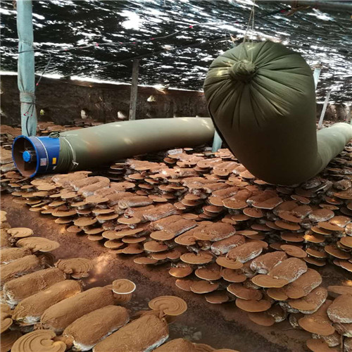 制造煲湯靈芝的廠家本地服務(wù)商