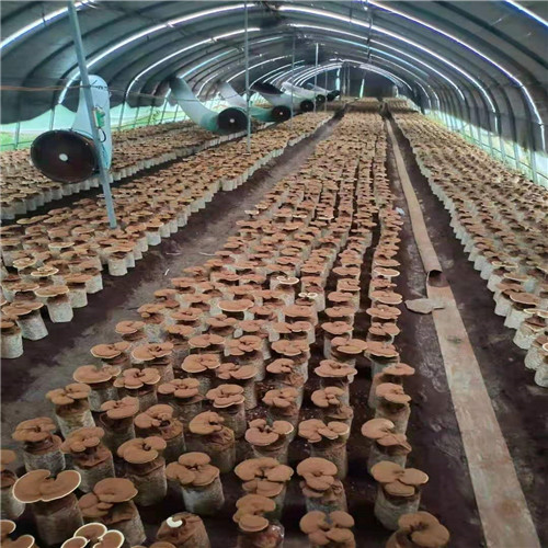 厂家批量供应天然灵芝本地厂家