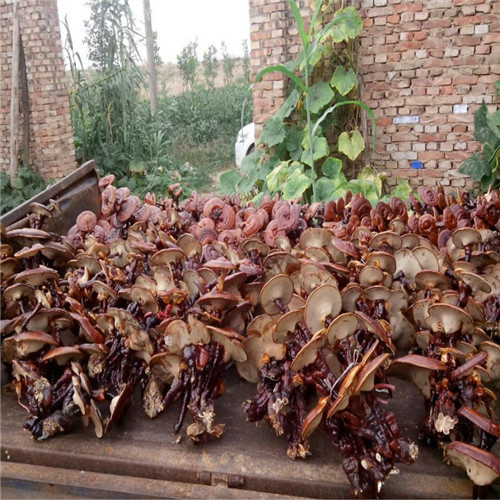 生產(chǎn)泡酒靈芝的廠家歡迎來廠考察