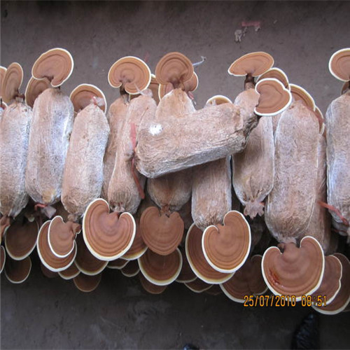 靈芝_靈芝現(xiàn)貨直發(fā)產(chǎn)品細(xì)節(jié)