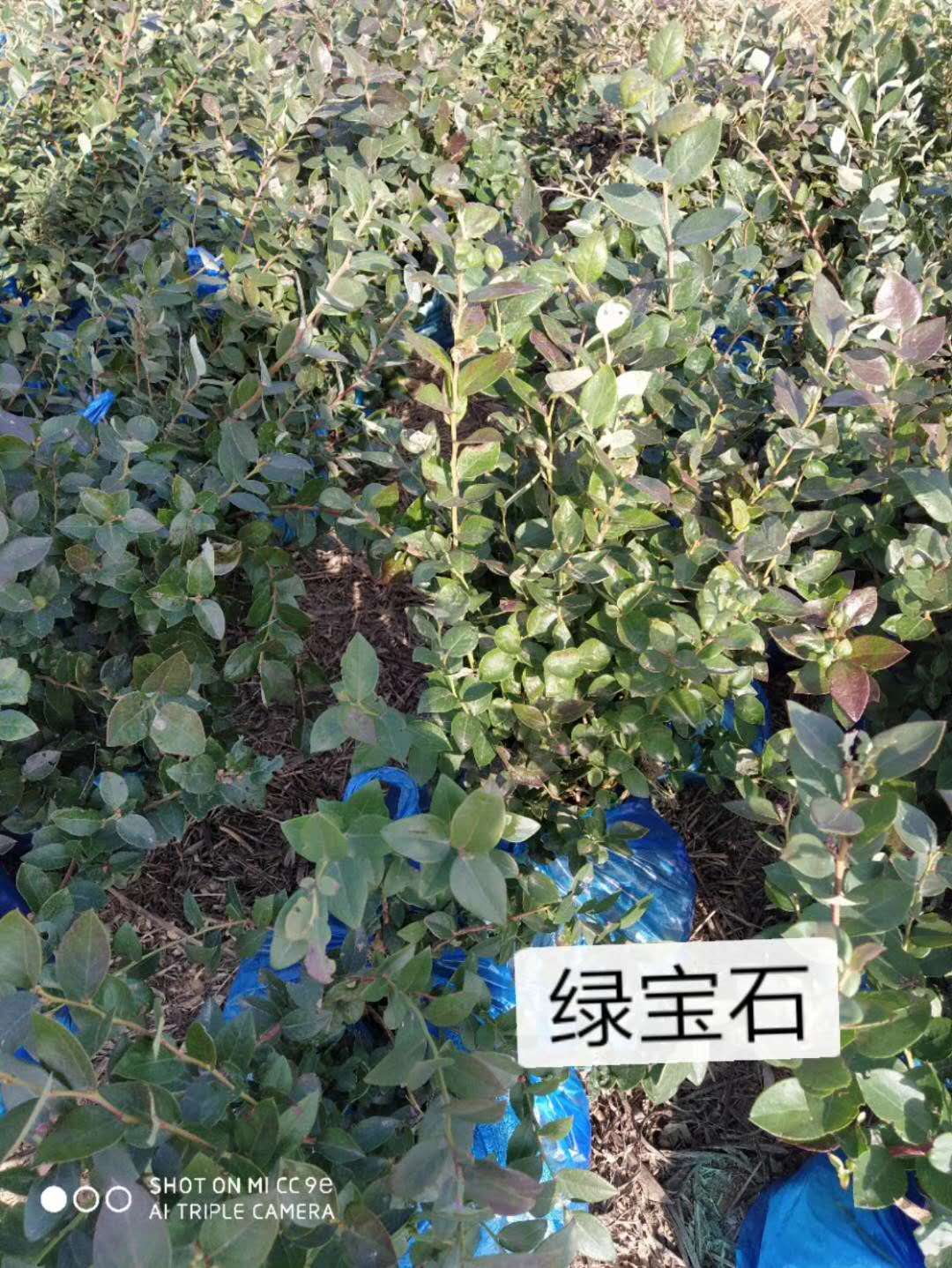 藍(lán)莓苗價(jià)格便宜種幾年才有果產(chǎn)地源頭好貨