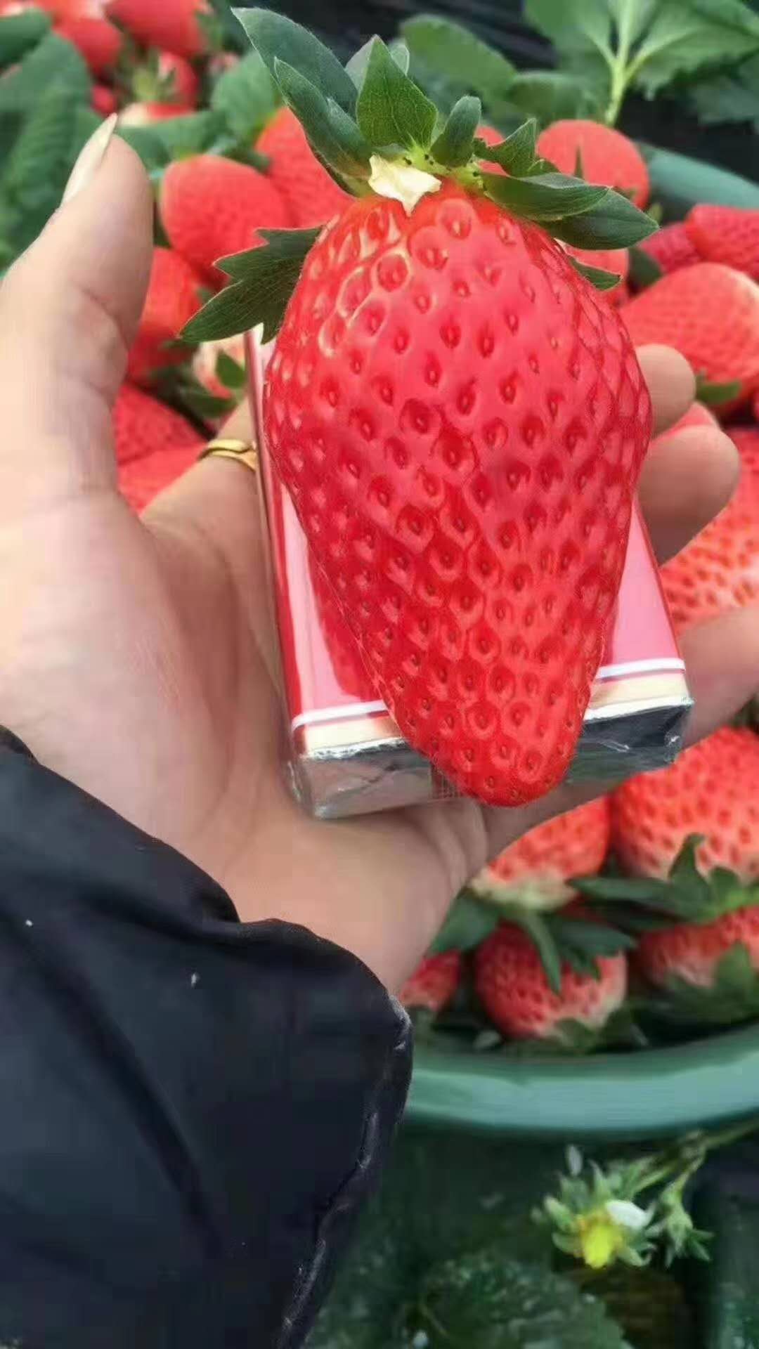 甜寶草莓苗保品種成活主推產(chǎn)品