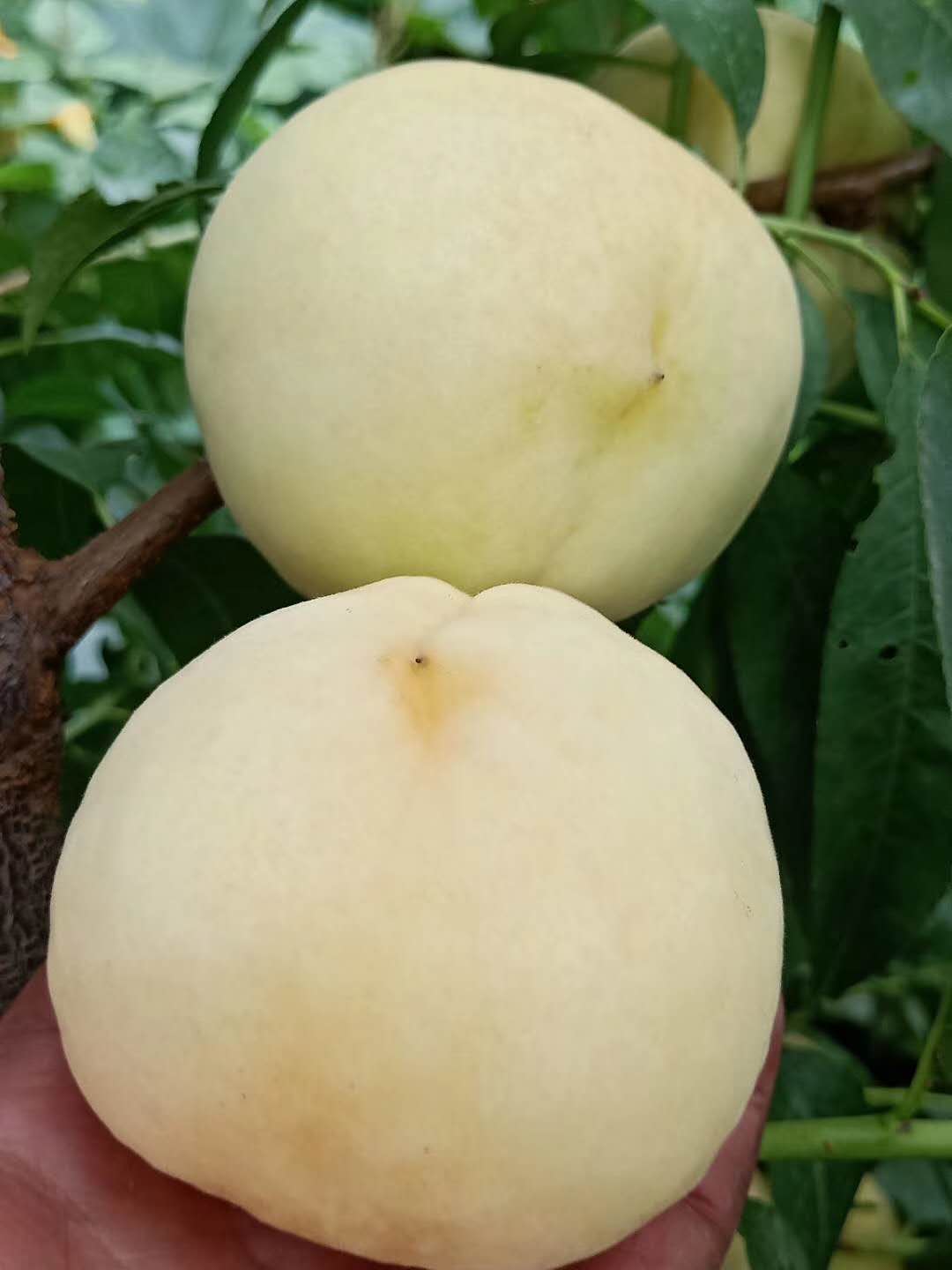 中油16號(hào)桃樹(shù)苗價(jià)格怎么賣(mài)同城廠(chǎng)家