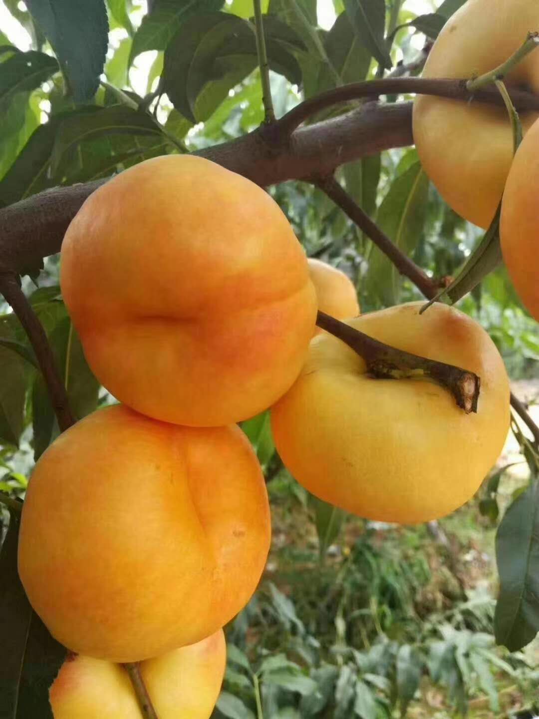 映霜紅桃樹苗免費贈送栽種管理技術(shù)專注質(zhì)量