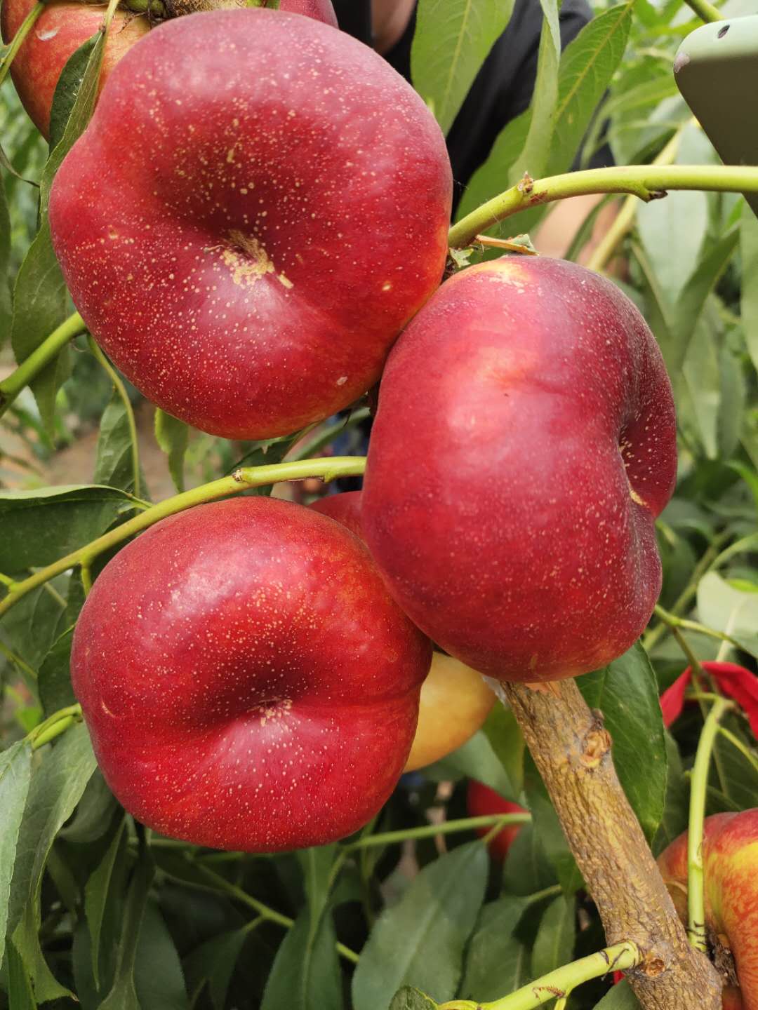 血桃5號(hào)桃樹苗免費(fèi)贈(zèng)送栽種管理技術(shù)廠家工藝先進(jìn)
