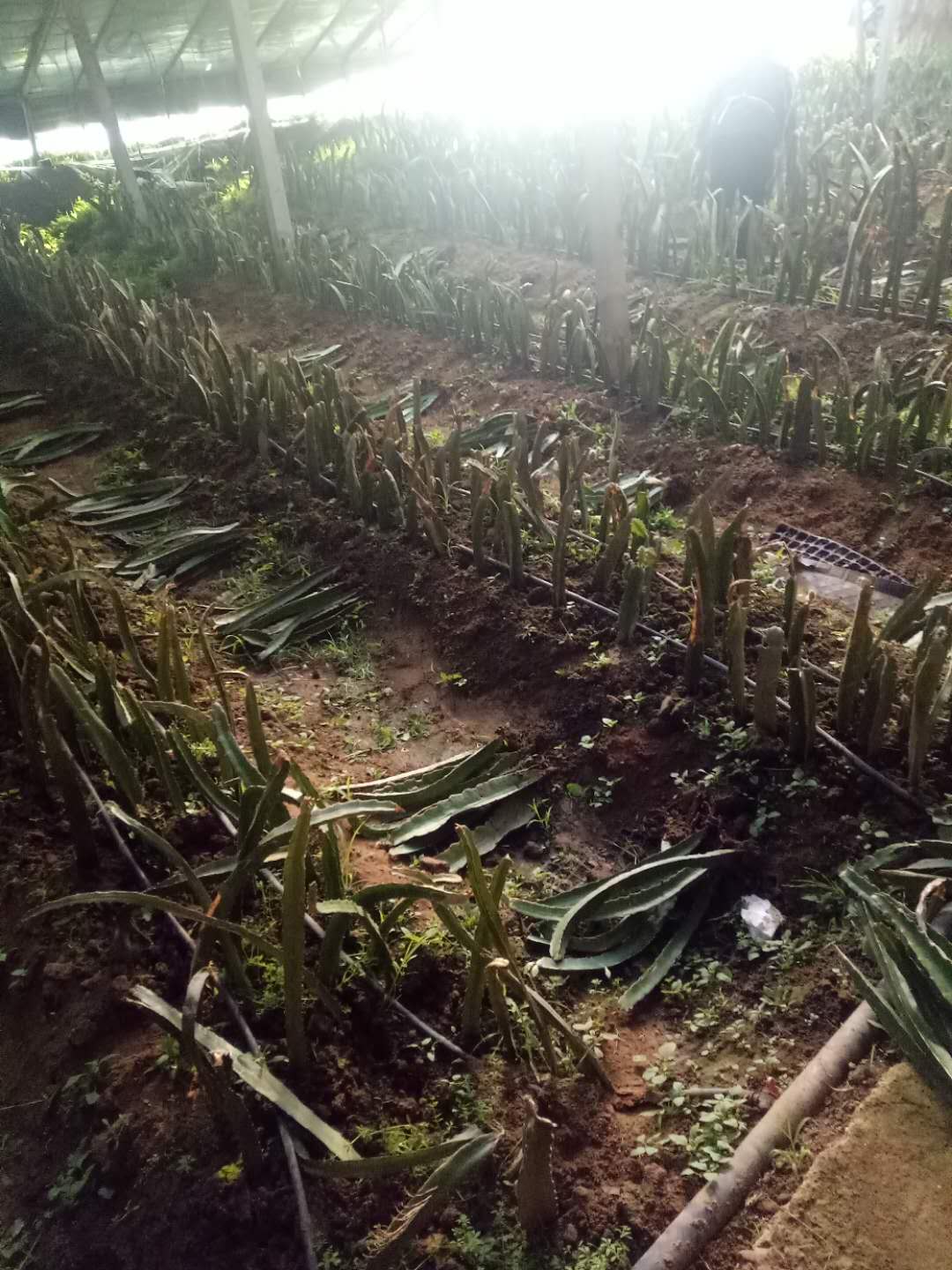 北京大紅火龍果苗大量  品質(zhì)優(yōu)選
