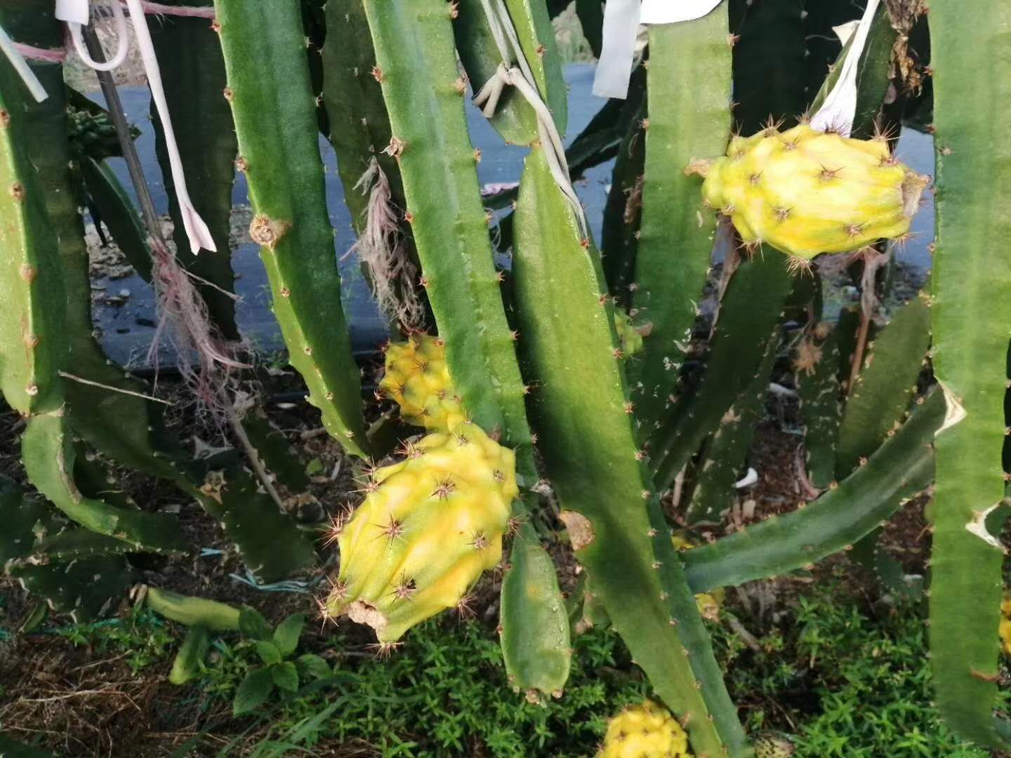 臺農1號火龍果苗保品種成活的圖文介紹