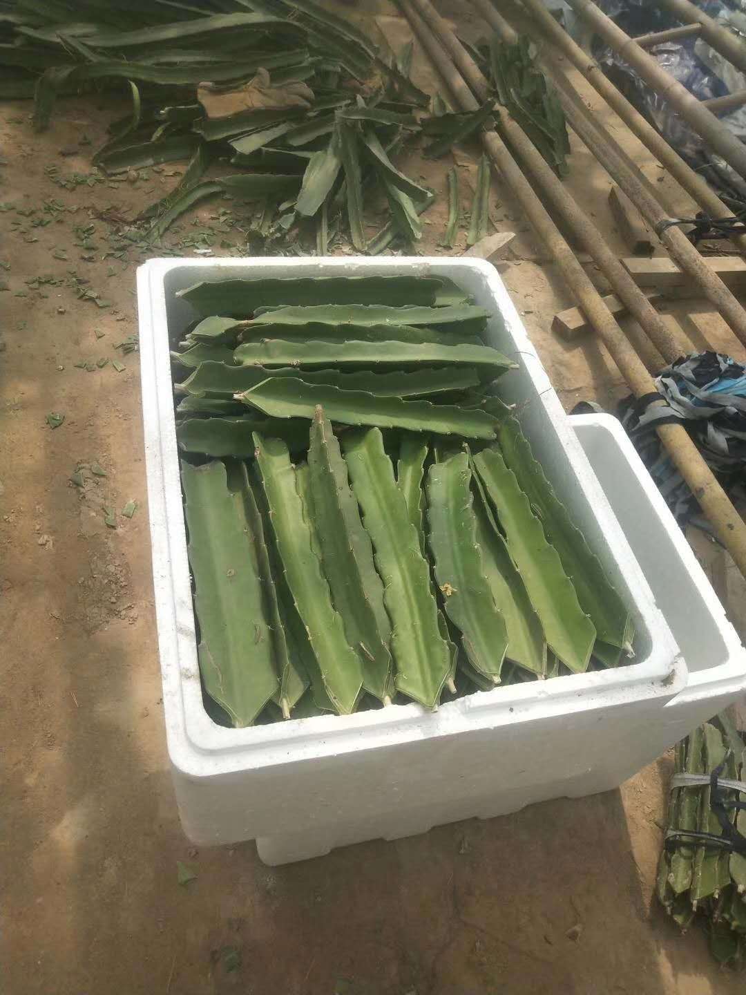 金都一號(hào)火龍果苗種苗育苗繁育推廣基地本地供應(yīng)商