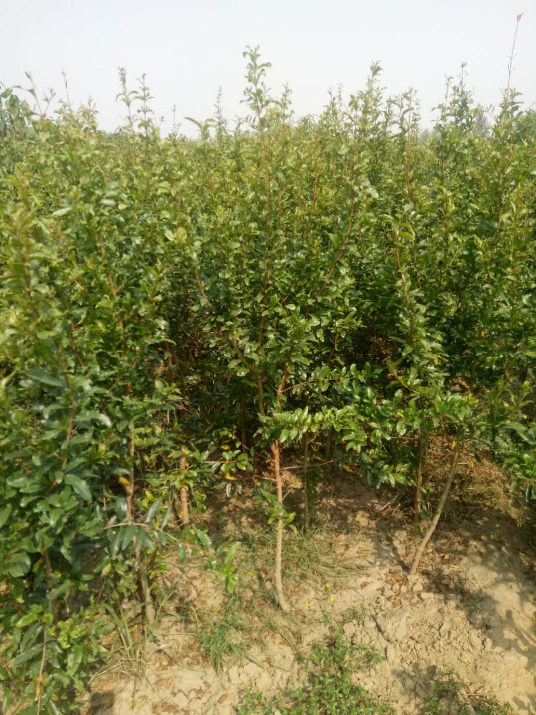 無籽水晶石榴樹苗種植基地哪里價格便宜價格實惠工廠直供