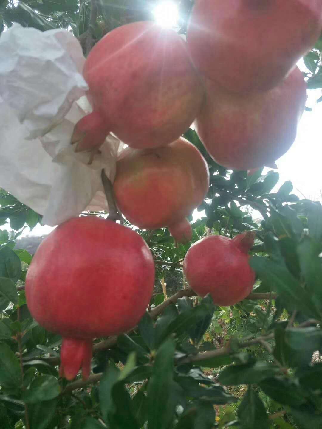 青皮石榴樹苗免費(fèi)提供技術(shù)價(jià)格便宜一站式廠家