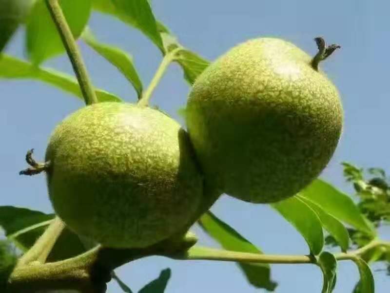 薄皮核桃樹苗栽培管理技術當?shù)仄放? ></div>
											<div   id=
