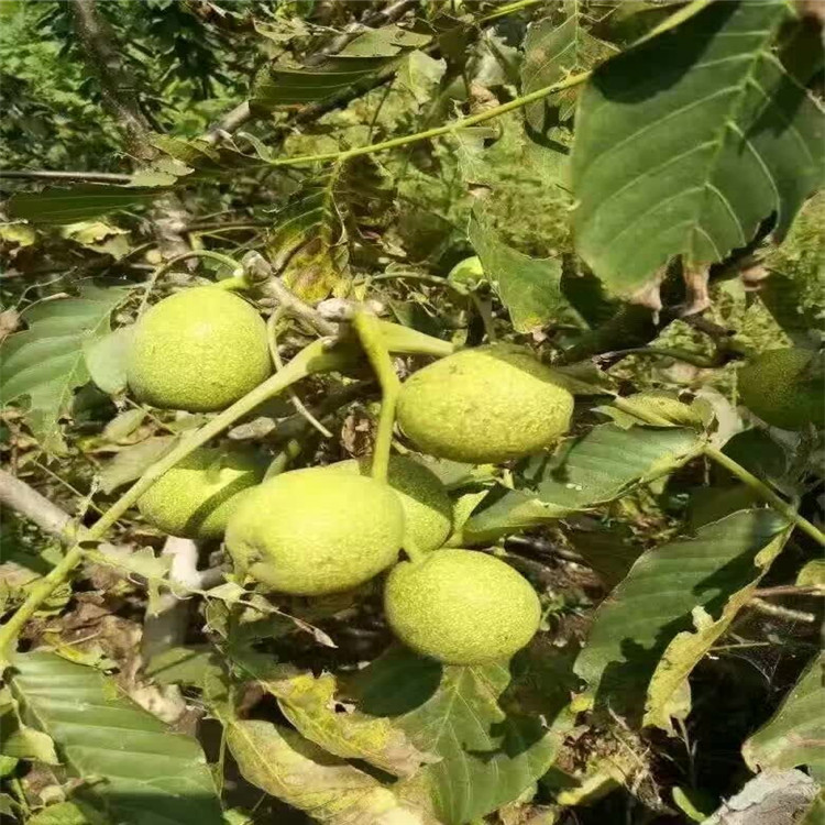 魯豐核桃樹苗易管理易成活見效快按需定制