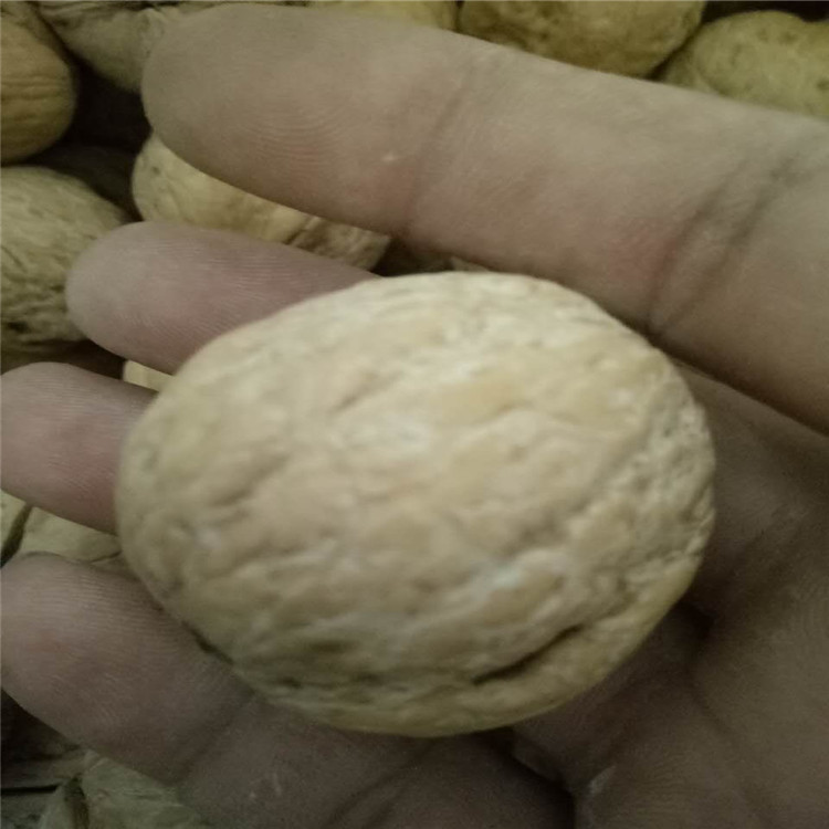 遼核系列核桃樹(shù)苗種植基地同城供應(yīng)商