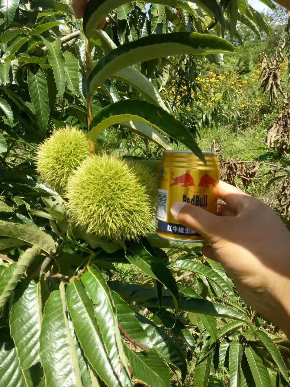 圓板栗樹苗基地廠家嚴格把控每一處細節(jié)