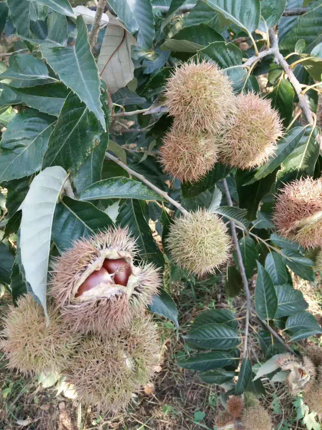 紅栗一號板栗樹苗價格滿足客戶所需