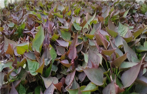 普薯32號(hào)紅薯苗專業(yè)生產(chǎn)廠家當(dāng)?shù)毓? ></div>
											<div   id=