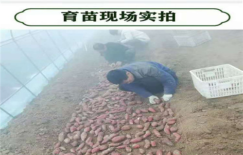 铁岭紫薯苗(济黑2号)值得信赖